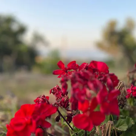 La Terrazza Sul Mare Di - Location Fra Palermo E Cefalu